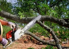 How Our Tree Care Process Works  in  Watervliet, NY